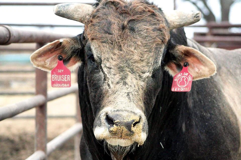 LARGE Custom Engraved Ritchey Livestock ID Tags - CDS Laser & Design