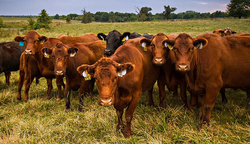 Farm Life
